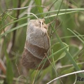 Brombeerspinner (Macrothylacia rubi)